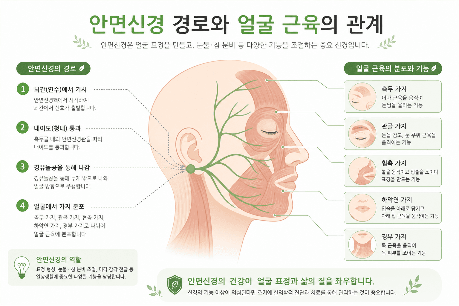 안면마비 침 치료, 정말 효과가 있을까? 원리부터 쉽게 알아보기